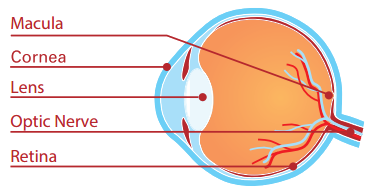 parts of the eye